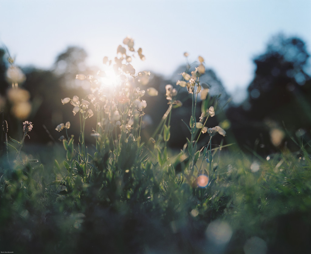 Eine Gegenlichtaufnahme der untergehenden Sonne, die durch Blüten scheint.