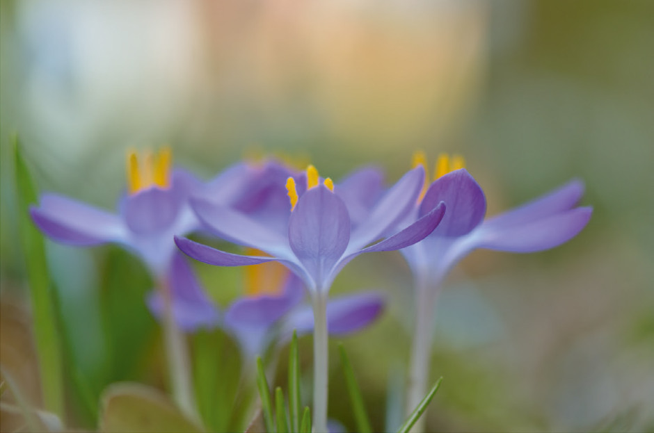 Bluetenmakro Foto Elfenkrokus (Crocus tommasinianus) 