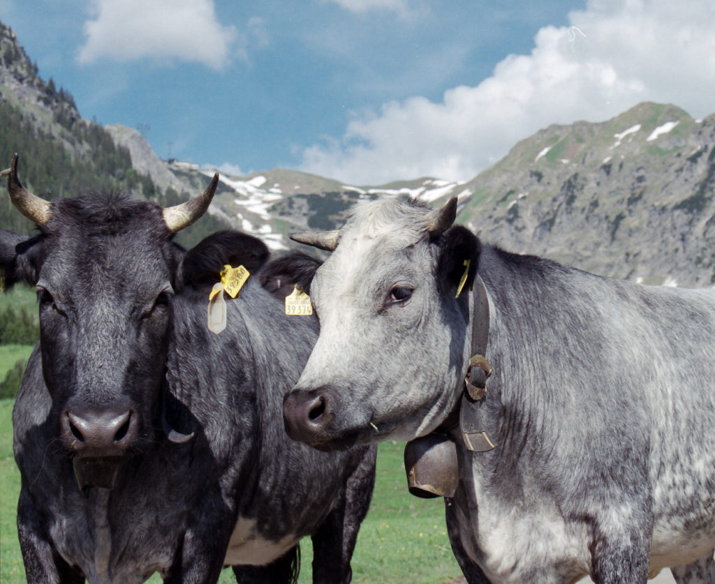 Am Nebelhorn, Oberstdorf (Sekor 180 mm, auf Fuji Pro H 400, +2EV)